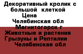 Декоративный кролик с большой  клеткой › Цена ­ 1 700 - Челябинская обл., Магнитогорск г. Животные и растения » Грызуны и Рептилии   . Челябинская обл.